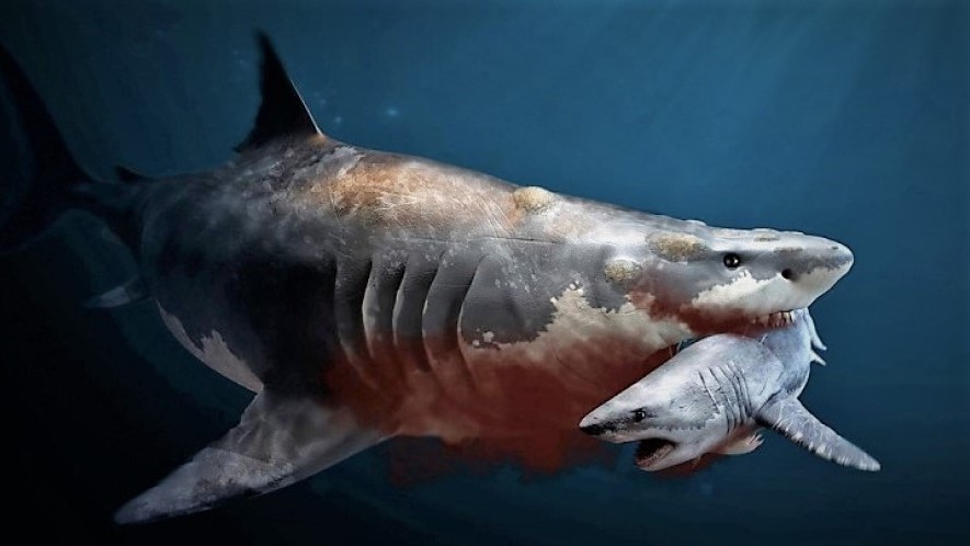 Obří megalodoni se požírali už v děloze. A jejich predátorští bratranci to dělají dodnes