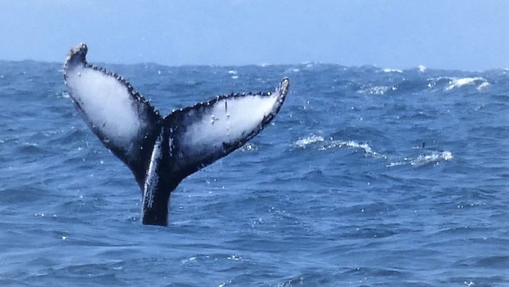 Velryba v ohromujícím videu ‚stojí na hlavě‘. Vědci pro to nemají jasné vysvětlení