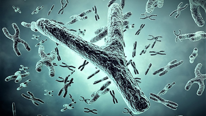 Rozluštěn mužský pohlavní chromozom. Malý, ale složitý