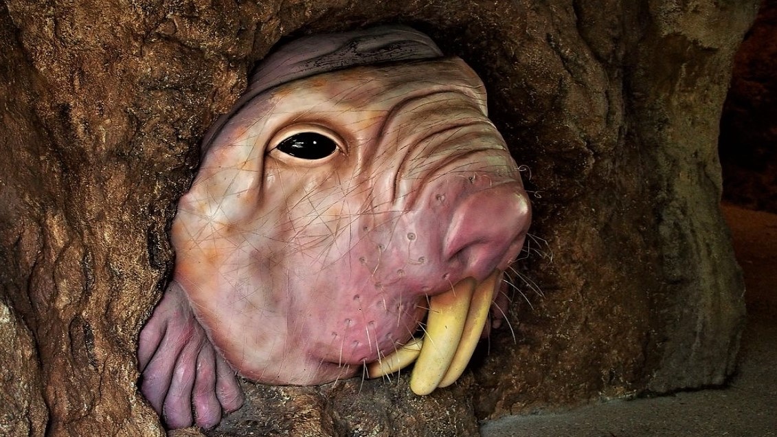 Tento hlodavec by nám mohl předat elixír dlouhověkosti