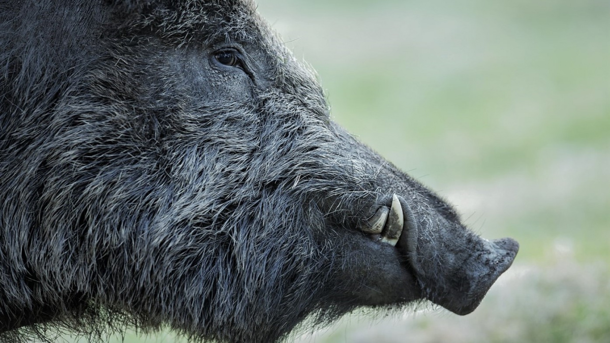 Divočáci v Bavorsku i na Šumavě jsou radioaktivní. Konečně víme proč
