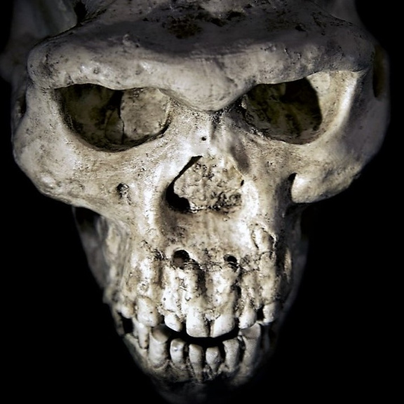 Měli jsme z pekla štěstí, lidé před 900 000 lety málem vymřeli. Zbyla jich jen hrstka