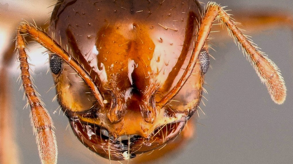 Ohniví mravenci stojí před branami Evropy. Jsou agresivní, útočí i na lidi