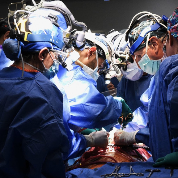 Umírajícímu veteránovi transplantovali srdce prasete