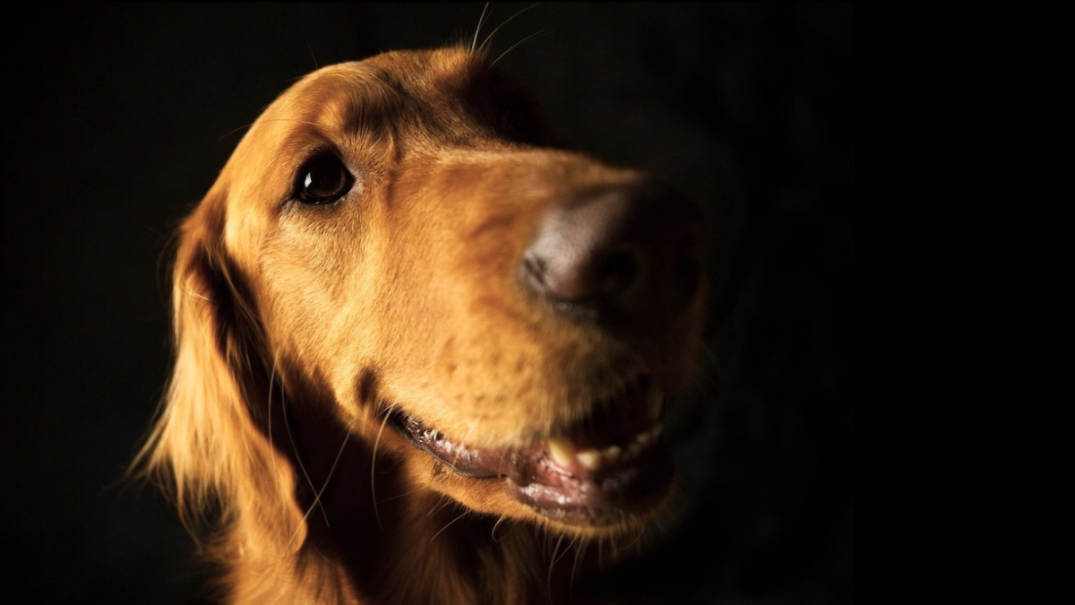 Zlatí retrívři umírají na rakovinu. Vědci určili gen, který jim může prodloužit život