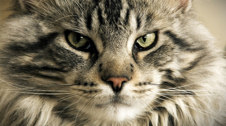 Kočka dokáže vytvořit 276 výrazů obličeje. Pochopíme, co znamenají?