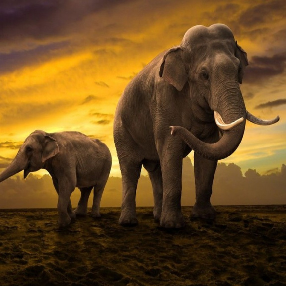 Kopec? Tam nejdu! Sloni se úmyslně vyhýbají strmému terénu