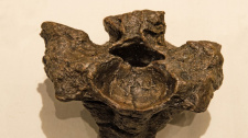 Titanoboa