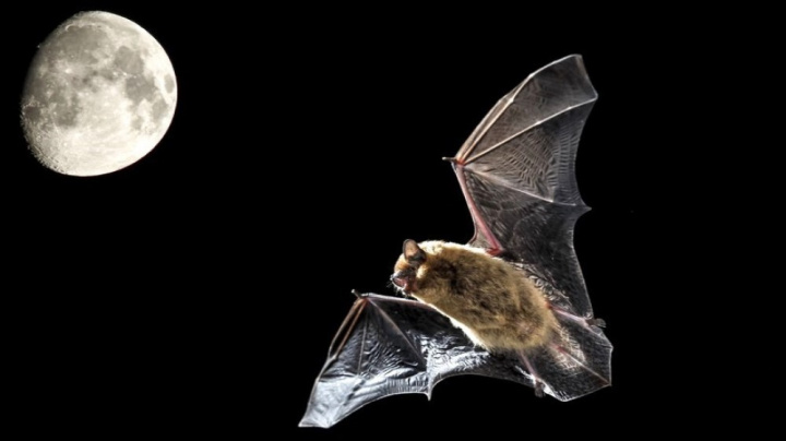 Netopýrům dala evoluce obří penis. Až donedávna jsme netušili, jak se s ním páří