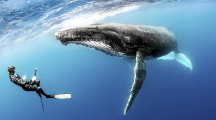 Mimozemšťany nenalezli, tak si vědci aspoň popovídali s velrybou