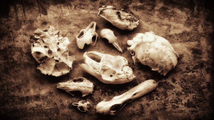 Blíží se šesté masové vymírání. O tom, kdo přežije, rozhodnou geny
