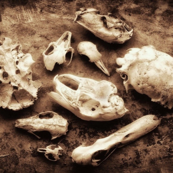 Blíží se šesté masové vymírání. O tom, kdo přežije, rozhodnou geny