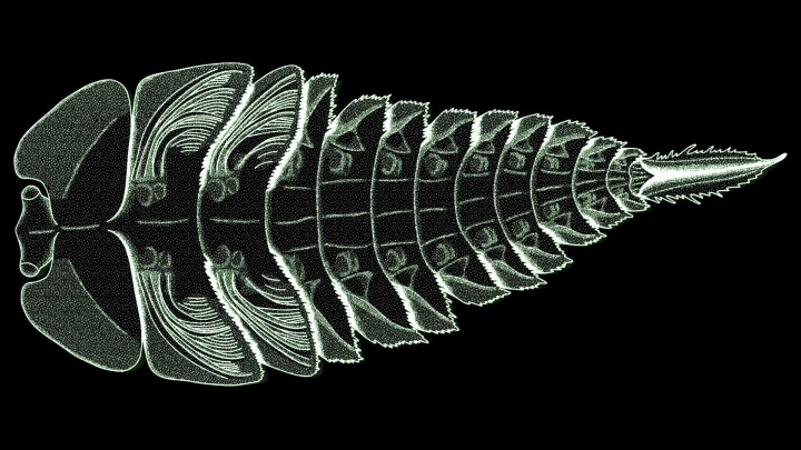 Úchvatná evoluce: Hmyzí křídla se vyvinula z žaber