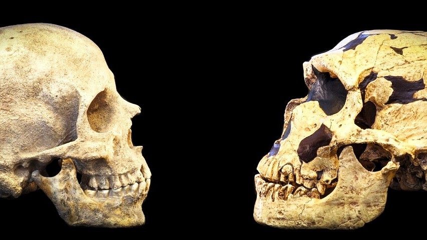 Milion let stará lebka přepsala příběh o původu lidstva