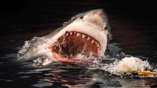 Predátoři souše vybíjejí predátory moří. Lidé ročně zabijí 80 milionů žraloků