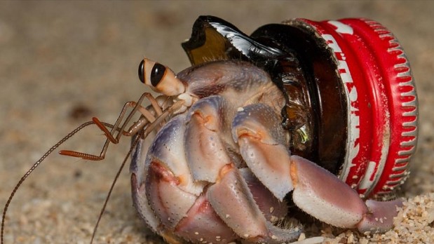 Krabi poustevníci jdou s dobou, jako ochranu používají plastový odpad