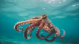 Vědci objevili způsob, jak určovat věk chobotnic