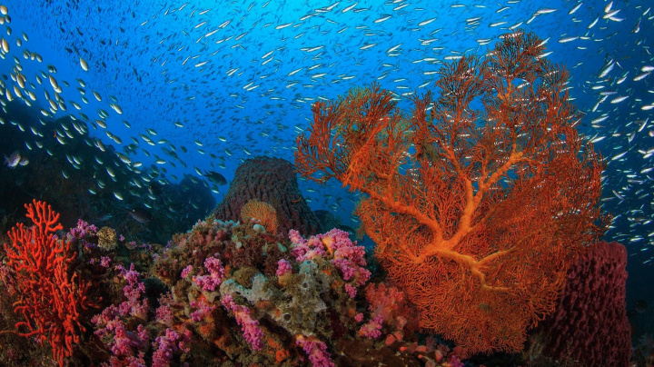 Čtvrté globální blednutí korálů začalo, experti hovoří o bodu zlomu