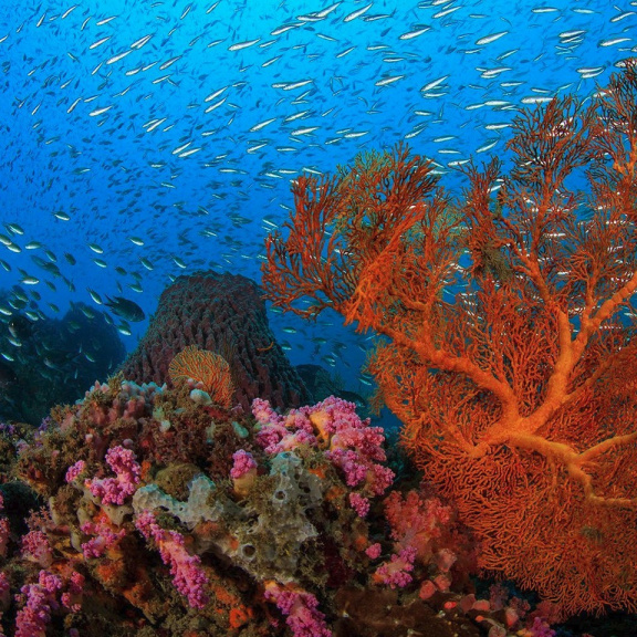 Čtvrté globální blednutí korálů začalo, experti hovoří o bodu zlomu