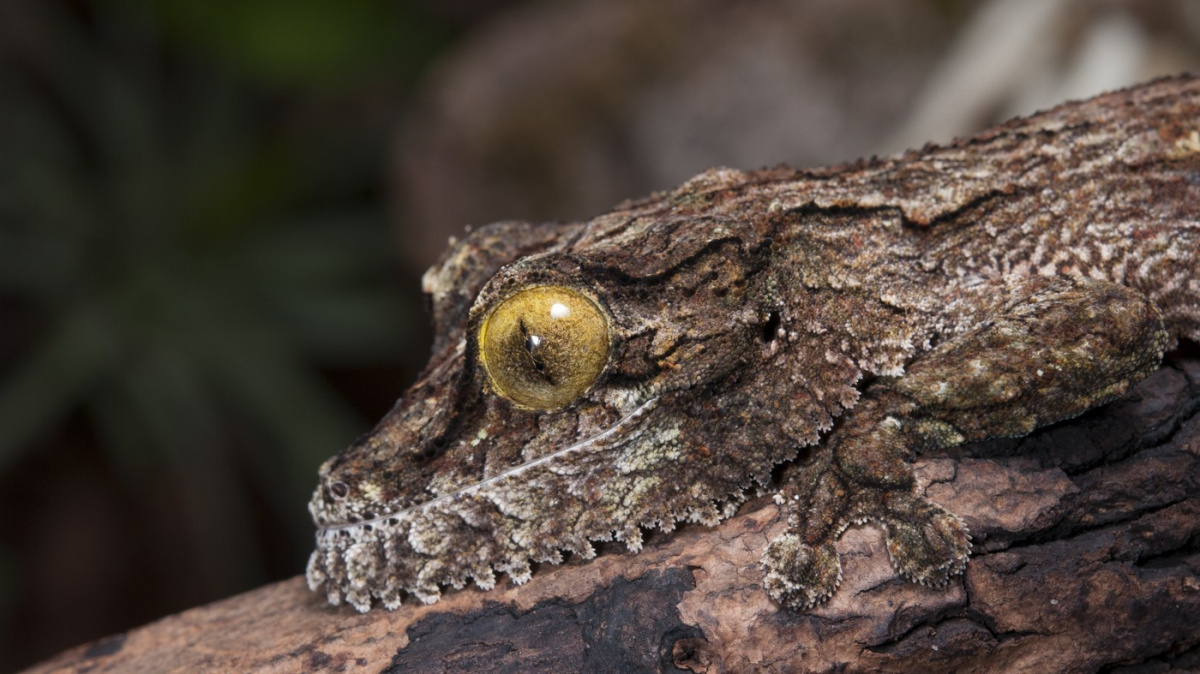 Příroda jako inspirace pro technologie: Jak biologické systémy ovlivňují nejnovější vývoj
