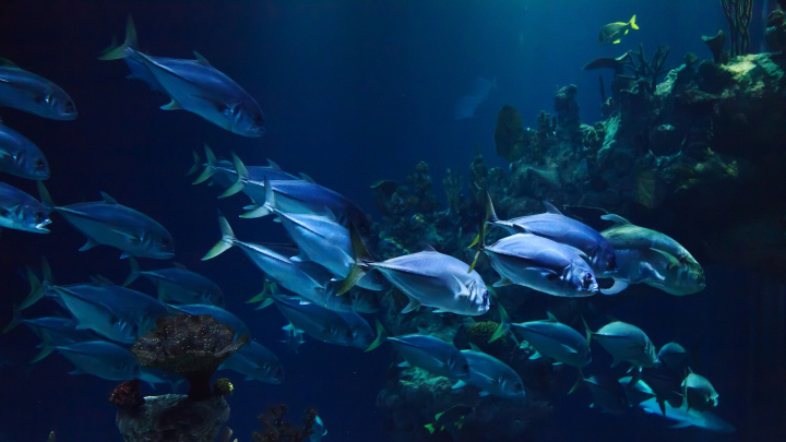 Vědci objevili v oceánech neznámé obří viry, umí manipulovat s fotosyntézou