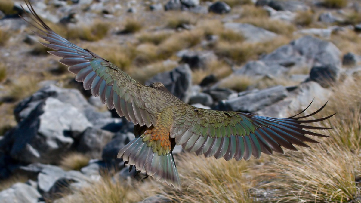 Nestor Kea: Nejchytřejší papoušek světa, který se nebojí krást