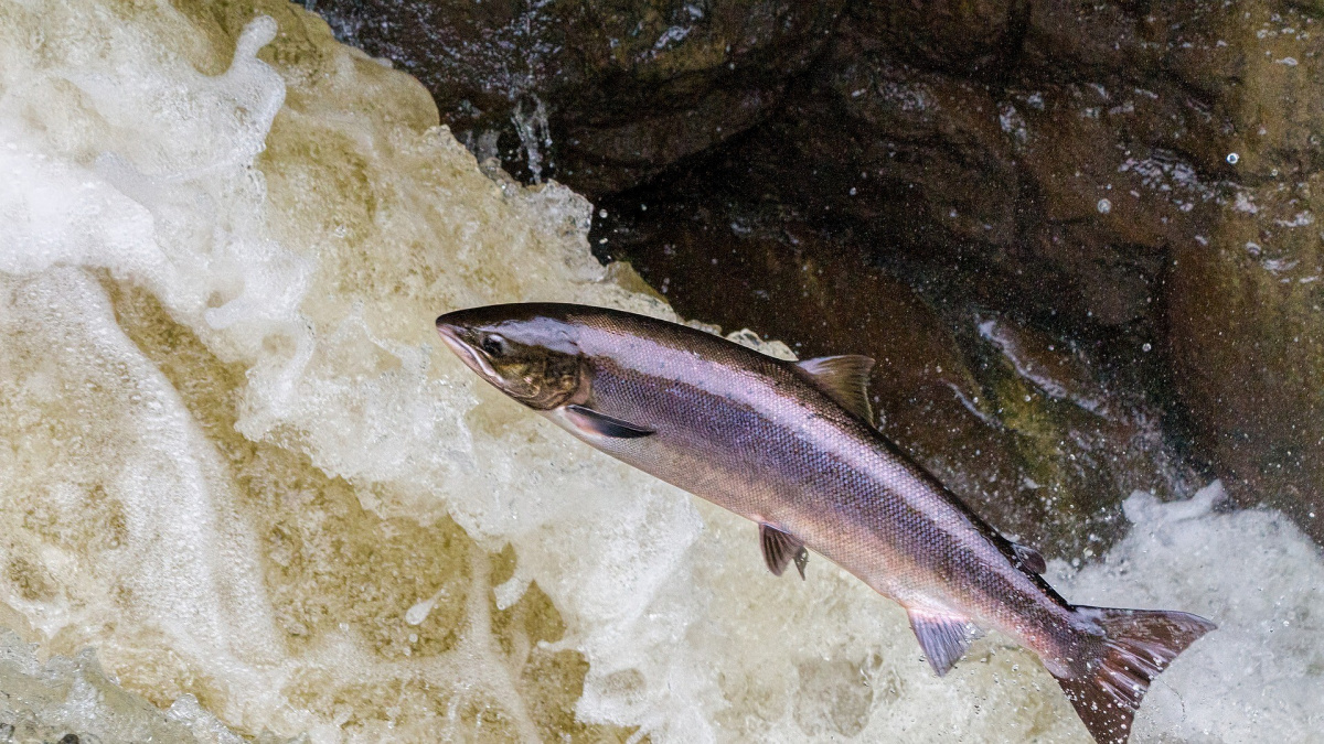 Ryby na drogách: Psychoaktivní látky mění chování lososů