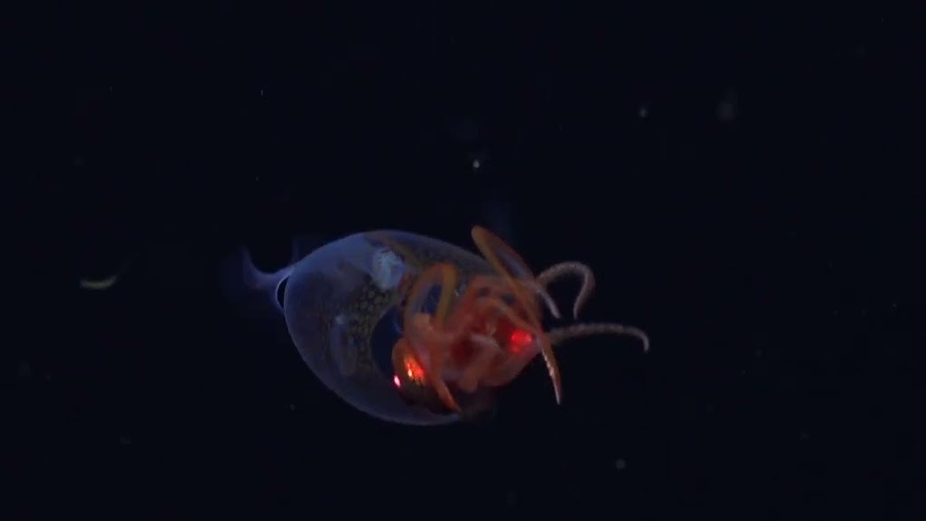 Kraken existuje! Vědci poprvé natočili u Antarktidy obří krakatici