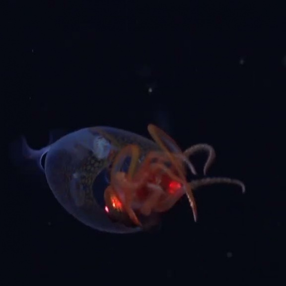 Kraken existuje! Vědci poprvé natočili u Antarktidy obří krakatici