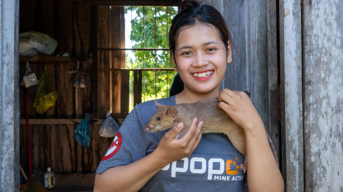 Krysa Ronin: Malý hrdina s čenichem na miny, který zachraňuje životy