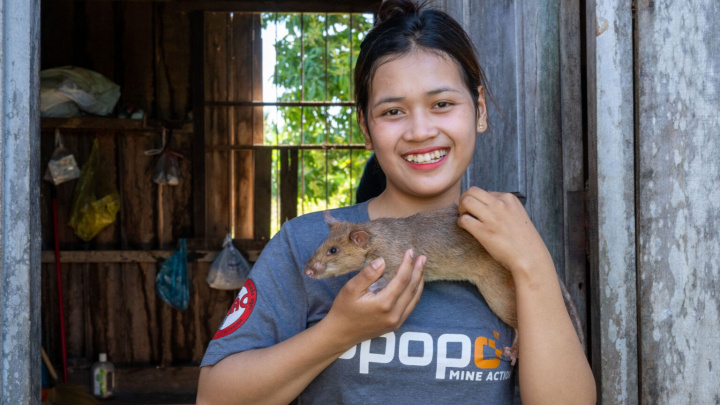 Krysa Ronin: Malý hrdina s čenichem na miny, který zachraňuje životy