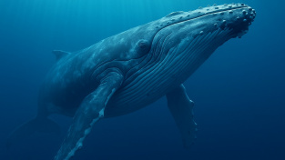 velryba v oceanu