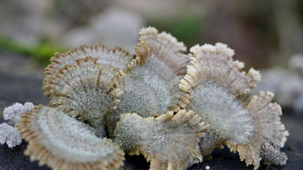Vědci vytvořili rozložitelnou alternativu k plastu. Pozor, je živá!