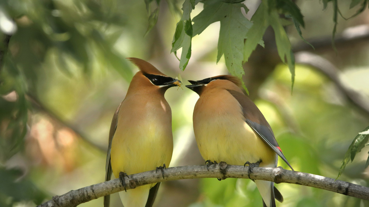 Vědci jsou v šoku, změna pohlaví u ptáků je nečekaně častá