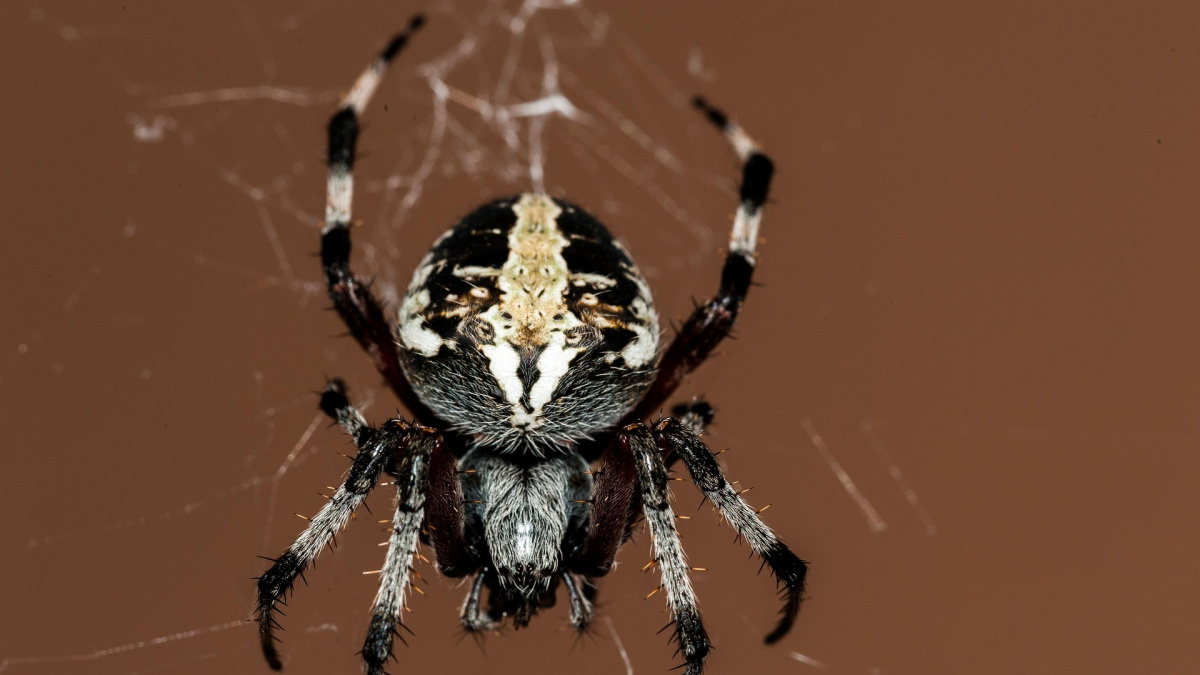 Megrachne: Největší pavouk světa, který nakonec pavoukem nebyl