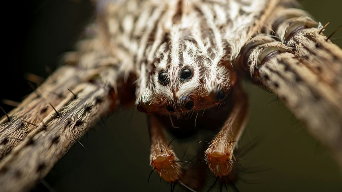 Napůl samec, napůl samice. Nově objevený druh pavouka má obě pohlaví