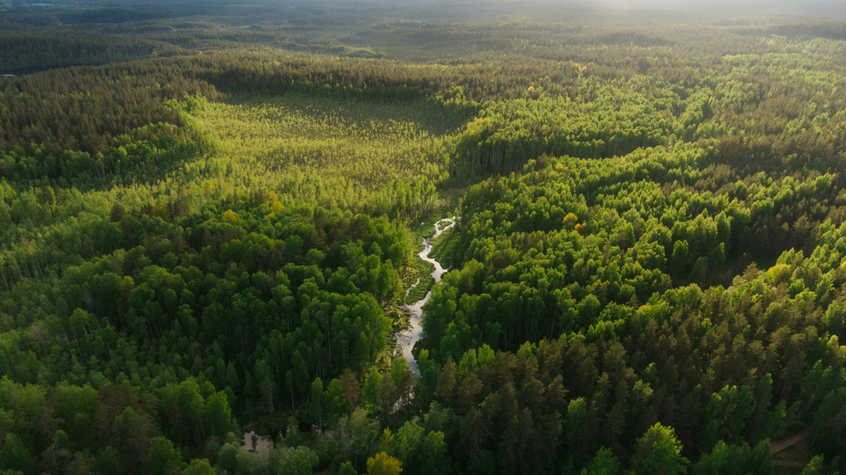 Varování pro svět: Deštěné pralesy v Austrálii dosáhly bodu zlomu