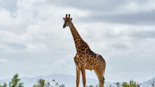 Proč mají žirafy tak dlouhé krky?