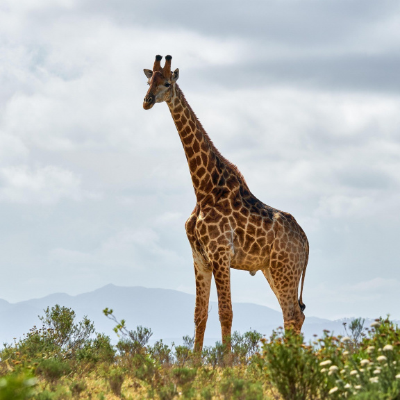Proč mají žirafy tak dlouhé krky?
