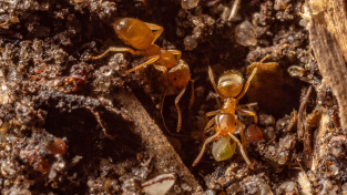 ilustrační obrázek mravenců