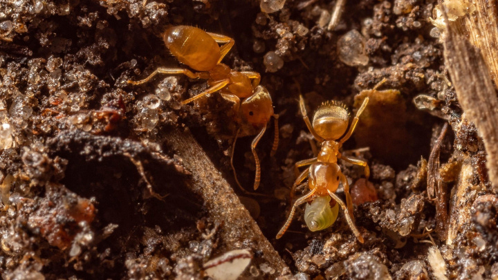 Jejich kousnutí vás může zabít. Sicílie čelí invazi ohnivých mravenců. Jsme na řadě