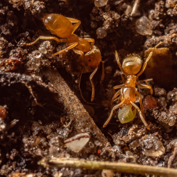 Jejich kousnutí vás může zabít. Sicílie čelí invazi ohnivých mravenců. Jsme na řadě