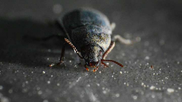 Cvrčci a mravenci: Evropští astronauti možná budou brzy jíst ve vesmíru hmyz