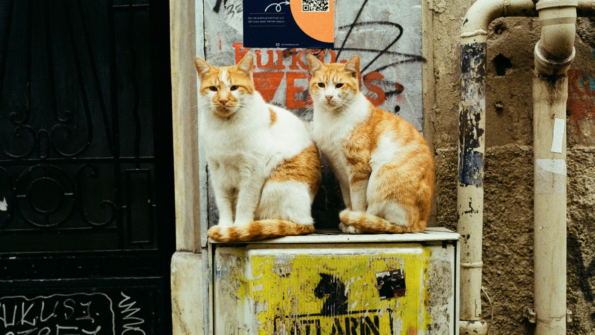 Kočky mňoukají na muže více než na ženy. A mají k tomu důvod