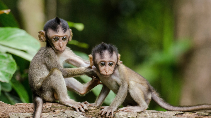 Opice dokážou držet rytmus. Zpochybňují hlavní teorii lidské evoluce