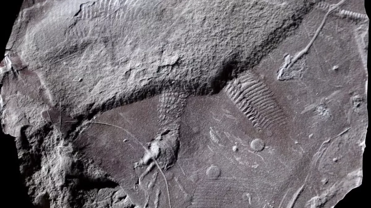 Vědci našli nejstarší fosilní zadnici starou téměř 300 milionů let