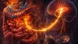 Ne mozek, ale střevo. Výzkum z Nature mění pohled na věkem podmíněný úbytek paměti