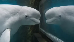 beluga