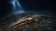 Na dně Indického oceánu leží velrybí hřbitov táhnoucí se 1 200 kilometrů. Ukrývá nový druh a fosil starý 5,3 milionu let