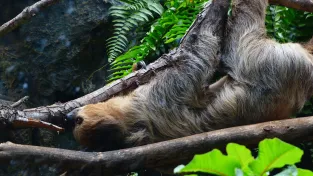 Lenochodi mohou léčit lidské nemoci. Klíčová je jejich DNA